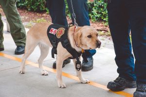 SAFE 3 A K-9 unit Labrador retriever stands alert on a sidewalk, wearing a black tactical vest with "K-9" and a badge. Handlers in uniform stand nearby, ready for action.